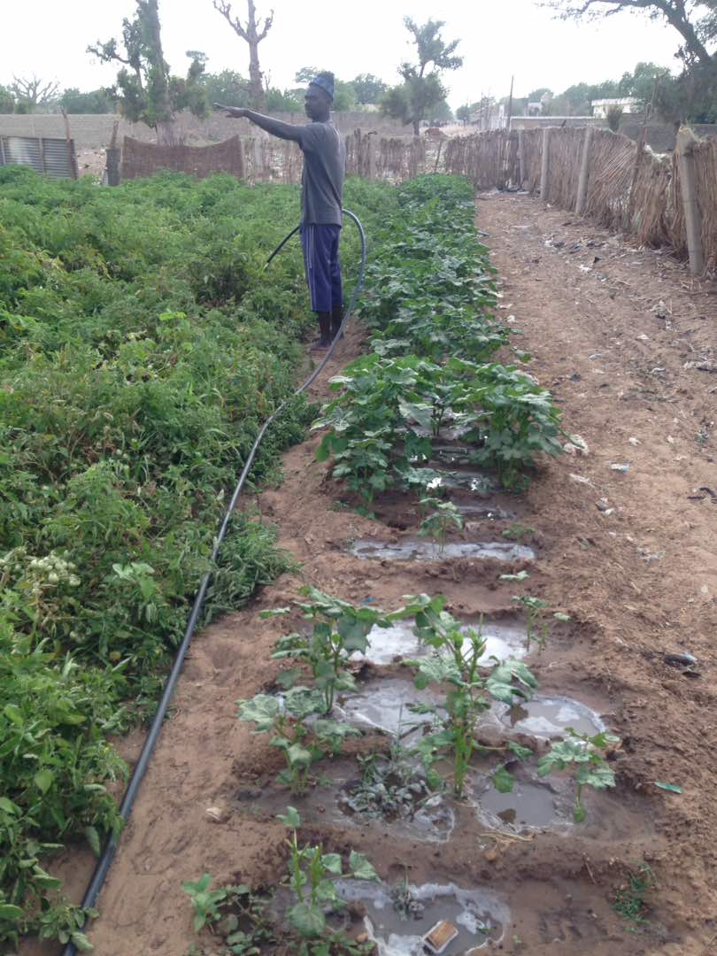 Maraicher arrosant des plants de tomates a Ndiaganiao