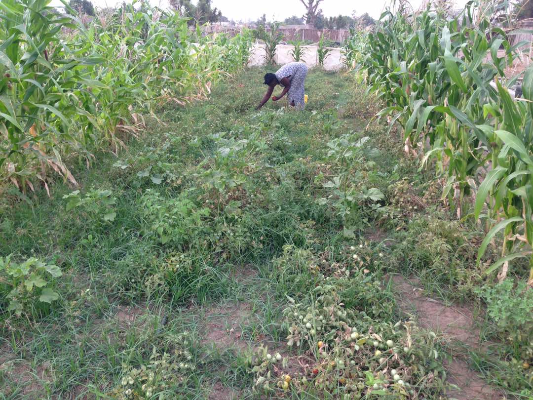 Femme recoltant des tomates dans un champ avec du mais a Ndiaganiao